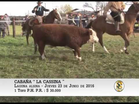23-06-16 Venta de Toros P.H. P.R. Y Braford C. - Cabaña La Cassina - Laguna Alsina.