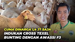 Download lagu Info Harga Domba Cross Texel Buntingan Awassi F3. 1,4 Juta | @AGROTV9 mp3