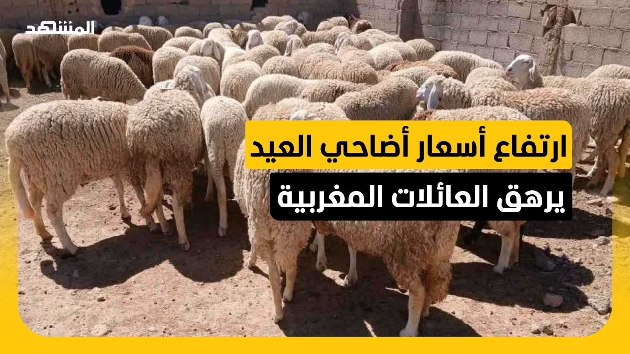 المغاربة يشتكون من غلاء قياسي في أسعار أضاحي العيد