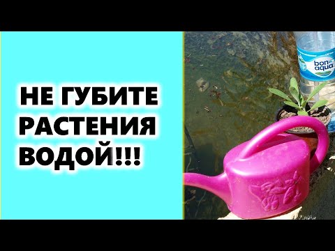 , title : 'Не губите растения водой!!! Правила поливов рассады, огородных и садовых растений'