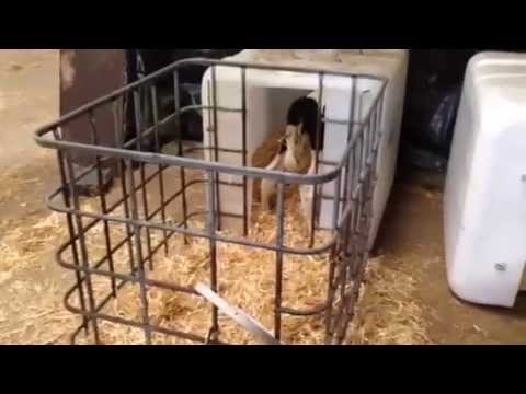 30 euro calf iglo (hutch) - CowSignals® Training