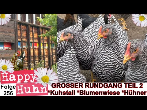 Farm garden, chickens, cowshed, bee house and flower meadow - My tour part 2 - Happy Chicken E256