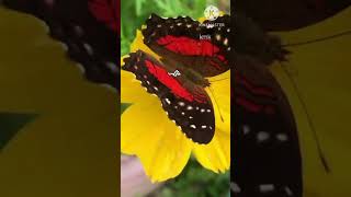 Download lagu Mullum malarum Ilayaraja hit song status/Tamil lyrics full screen whatsapp status mp3