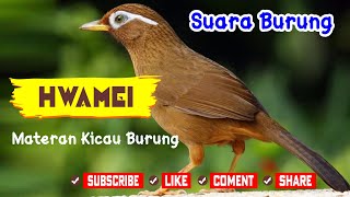 Download lagu Suara Tembakan Burung Hwamei/Wambi Masteran  | Pancingan Maut Langsung Nyaut mp3