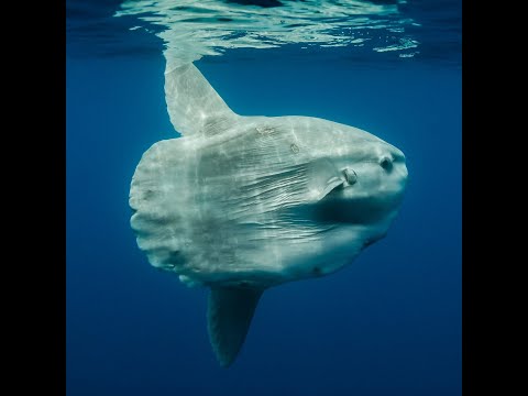 Bali Dive Trip with Mola-mola & Manta 'Sept 2023