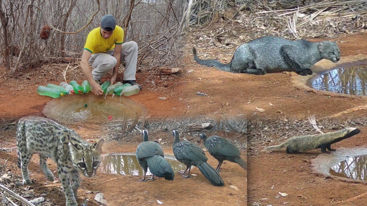 NESSE SERTÃO TEM MUITOS ANIMAIS... povoado água branca - Maracás Bahia.