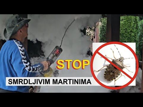 SMRDLJIVI MARTINI  - SMRDIBUBE kako se riješiti smrdibuba odnosno smrdljivih martina !?!