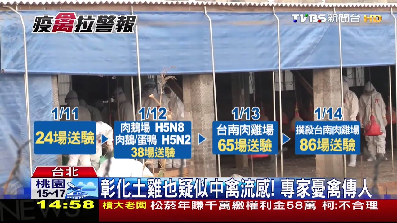 彰化土雞也疑似中禽流感! 專家憂禽傳人