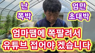 엄마땜에 쪽팔려서 유튜브 접어야겠습니다~ 세상에 이런일이애플수박 재배뱅법,키우기,순지르기,순치기,텃밭,농사,…