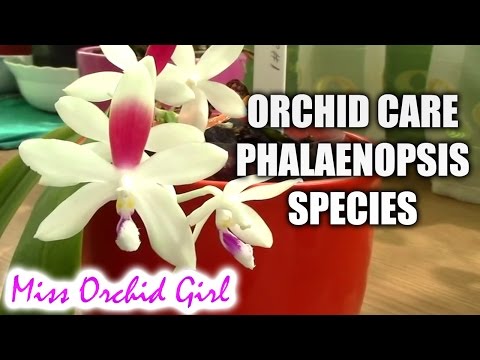 Orchid care - How to care for Phalaenopsis summer blooming species