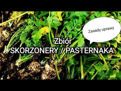 , title : 'Zbiór skorzonery i pasternaka. Zasady uprawy pasternaka.'