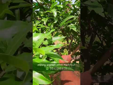 🥭இமாம் பசந்த் மாம்பழம் செடியை கவ்வாத்து செய்யும் முறை | Pruning tips for Imam Pasand Mango Tree 🥭