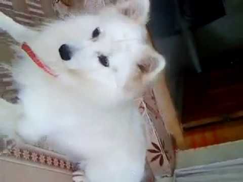 cute dog jumping very funny