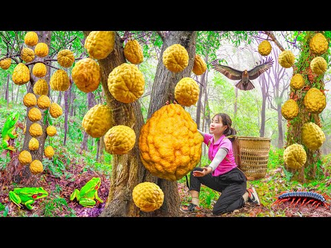 Harvesting Crocodile Grapefruit - Fruit that grows in deep forests Goes to the market sell