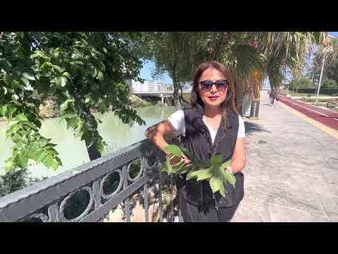 Ulmus minor - Ova Karaağacı