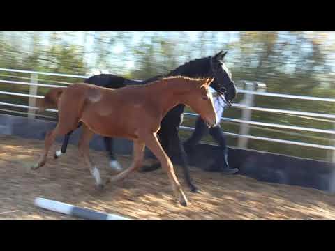 Oskar von Lossow - EH Connery - Heraldik xx geb. 22.April 2020