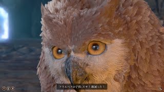 [Baldur's Gate3/BG3]アウルベアの子供来訪イベント 各オリジン反応集/Owlbear Children's Visitation-Origin Reaction[日本語/JPN]
