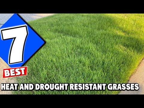 Top 7 Drought-Resistant Grasses That Thrive in Summer!