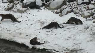 Otters out the window!