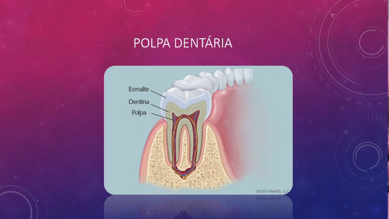 Complexo dentina-polpa - 2/2 ( Polpa Dentária) * Resumos de odonto