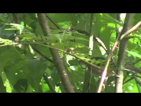 Tangara plavoprsá (Pipraeidea melanonota) — starostlivosť, voliéra a kŕmenie