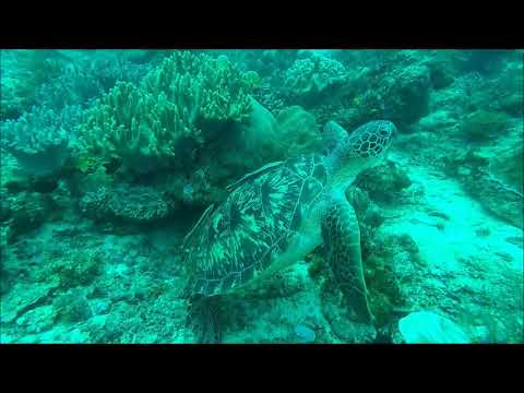 turtle (...footage by Ralf Lipphardt)