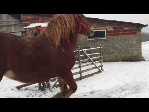 Caii lui Danut de la Sighetu-Marmatiei,Maramures ep.2