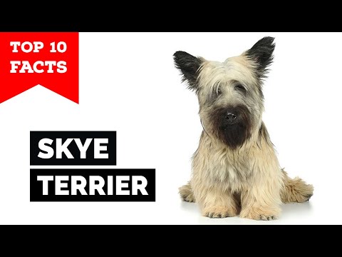 image-Do Skye terriers bark?