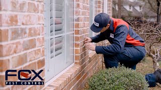 How To Get Rid Of Ladybugs | Fox Pest Control