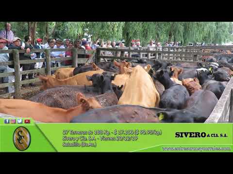 20-12-19 - Venta de Hembras - Sivero y Cía. S.A. - Saladillo