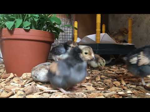 Kükenaufzucht Teil 2: Struktur und Gestaltung des Kükenheims ab einer Woche