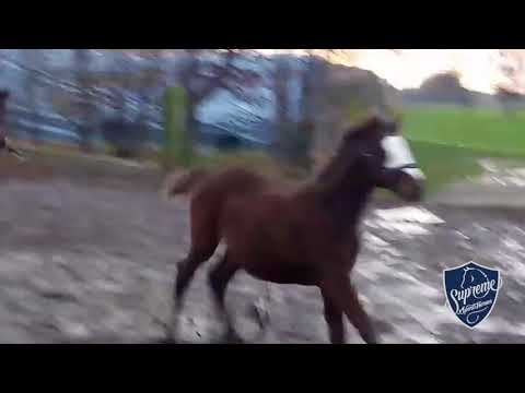 Fantom - 6 months (2017 colt by Quite Rubin x Chicos Boy)