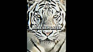 Download lagu Video edit Golden Tiger VS White Tiger 🔥#shorts #tigers mp3