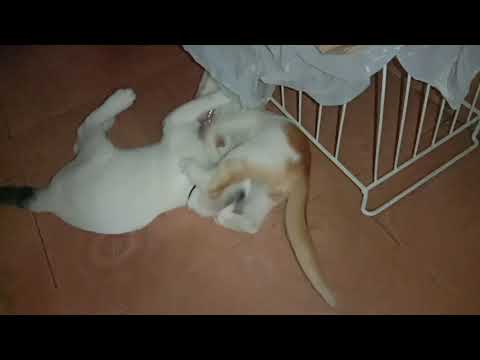 A quarrel between two cats blog 24 - ahnaf tasin