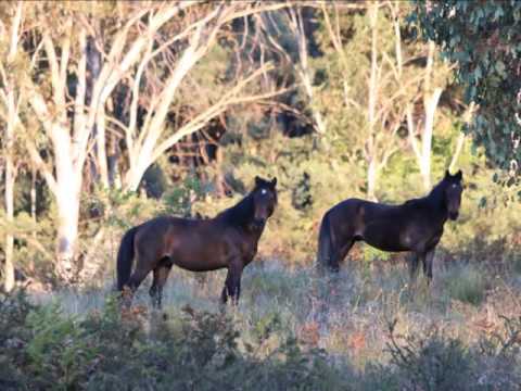 Brumbies of the Snowy Mountains