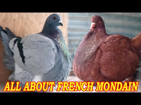 , title : 'French Mondain Pigeon Standard, Appearance, Characteristics, Uses and Origin'