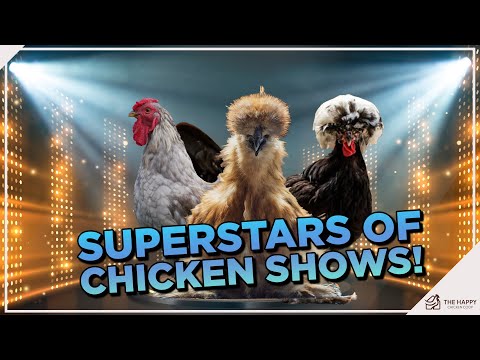 10 Best Chicken Show Breeds (And Why They’re a Keeper!)