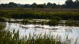 preview picture of video 'Strumpshaw Fen'