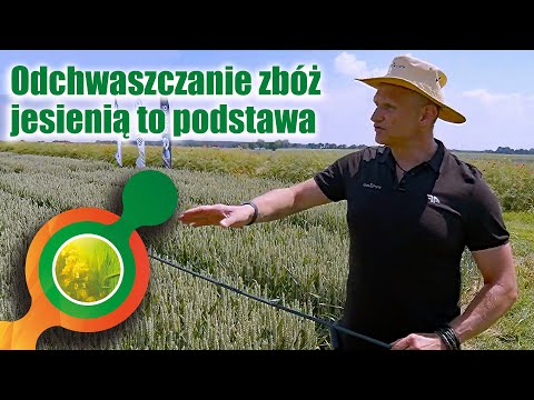 Jesienne odchwaszczanie zbóż ozimych to podstawa