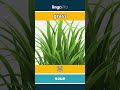 grass - 草 video thumbnail