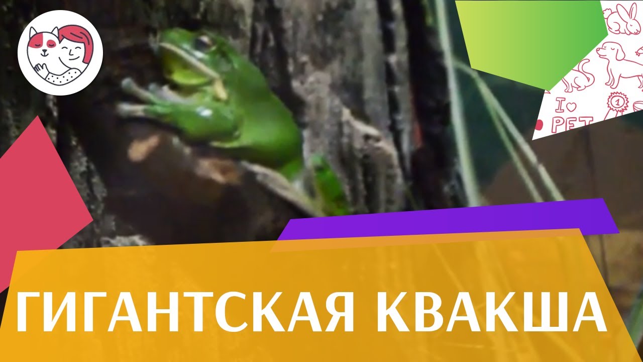 Гигантская квакша Разведение на ilikepet