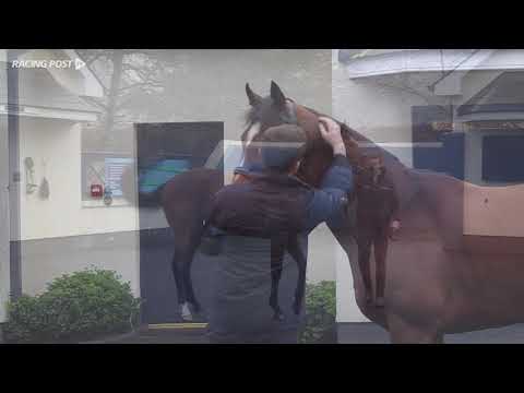 New Sires 2018  - Highland Reel