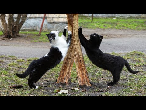 Cats show me How to Sharpen Claws