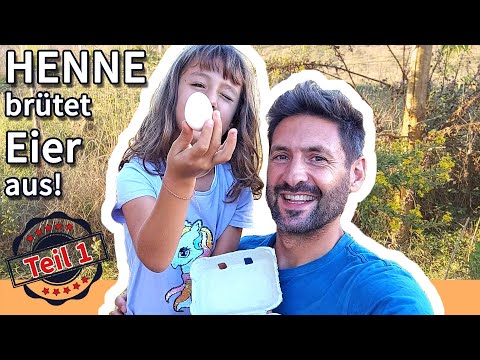 Chicken hatching eggs naturally – Part 1: Our hen is broody, let’s get fertilised eggs 🦃-🥚-🤫-🐣-🐤-😍!!