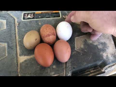 Black copper maran is my number 1 chicken breed. Here is why