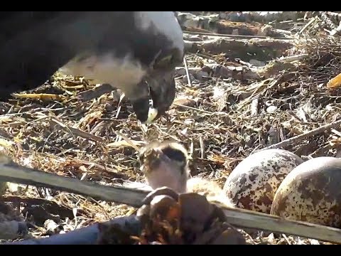 Chick unable to eat at Charlo Ospreys. 14 June 2019