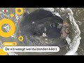Maanvis aangespoeld op Ameland