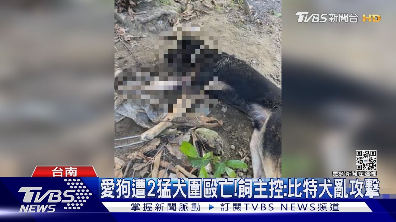愛狗遭2猛犬圍毆咬死　飼主控：比特犬亂攻擊