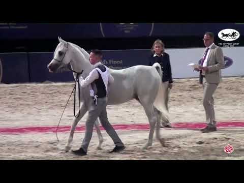 N.109 BAHR AL FARIDA - The Egyptian Event Cairo 2022 - Stallions 7-9 Years Old Straight Egyptian...