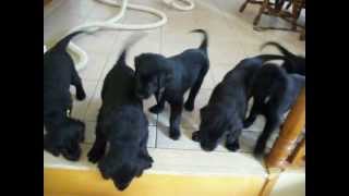 Almost the same effect than in Mars Attacks (Music by Slim Whitman - Indian Love Call)